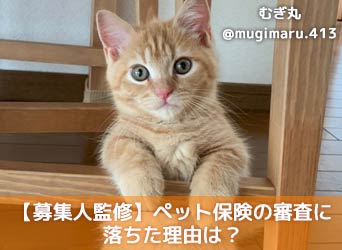 【募集人監修】ペット保険の審査に落ちた理由は?審査なしのペット保険はある?のサムネイル画像